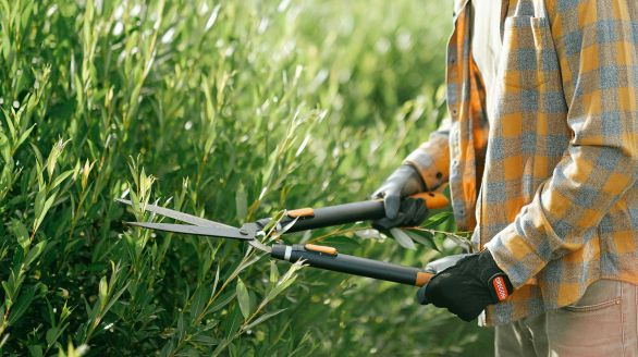 przycinanie zywoplotu